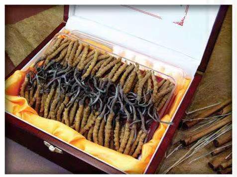 喀左冬虫夏草回收